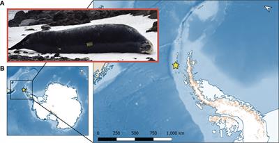 Plasticity in the morphometrics and movements of an Antarctic apex predator, the leopard seal